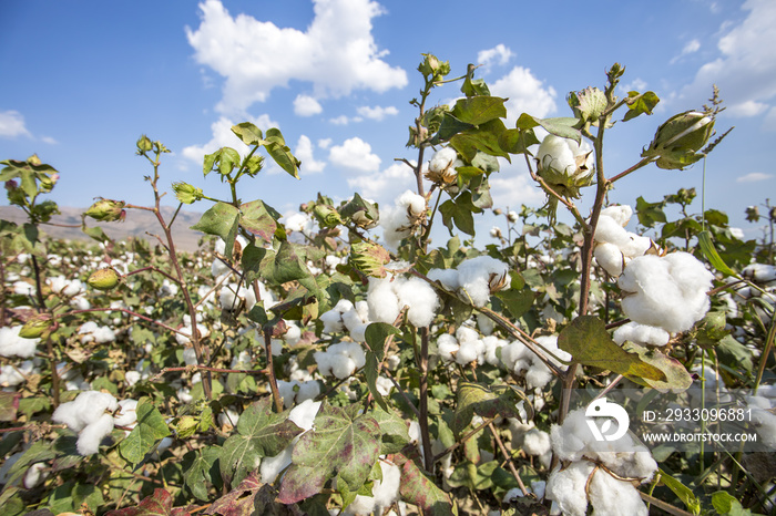 Cotton field (Turkey Izmir)