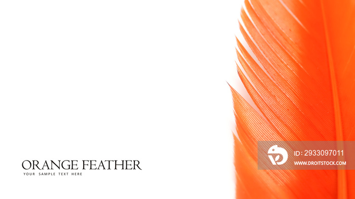 Background templet made with close up shot of single orange feather