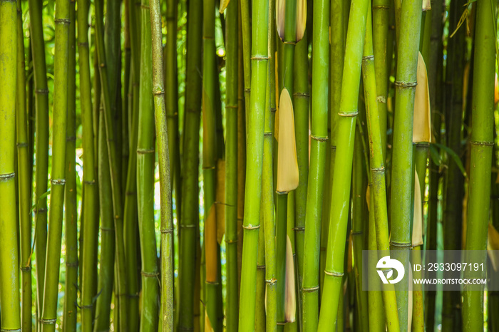 Green bamboo background