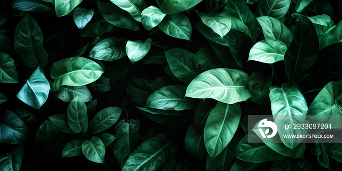 abstract stunning panorama green leaf texture, tropical leaf foliage nature dark green background. green banners nature tropical concept.