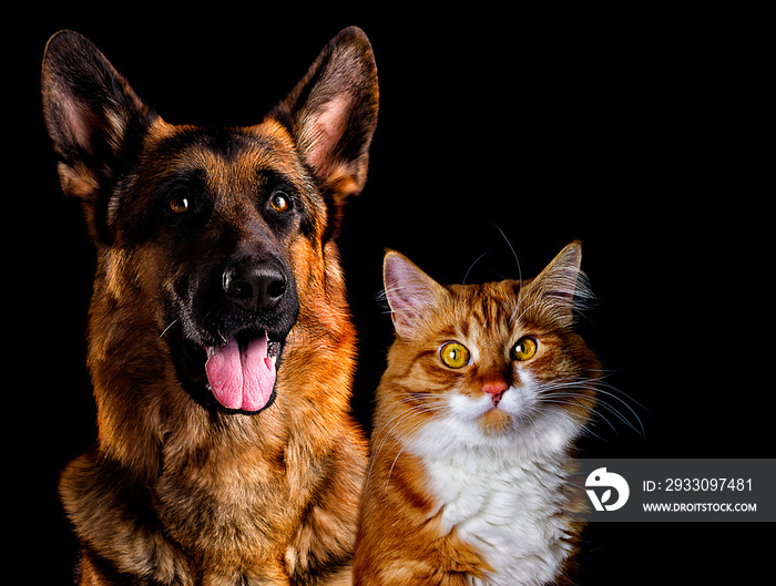 dog and cat on black background