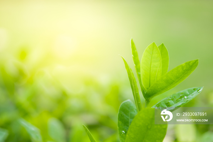 Close-up green leaf nature on blurred greenery background with copy space under sunlight using as a wallpaper