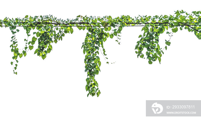 Vine on a pole on a white background