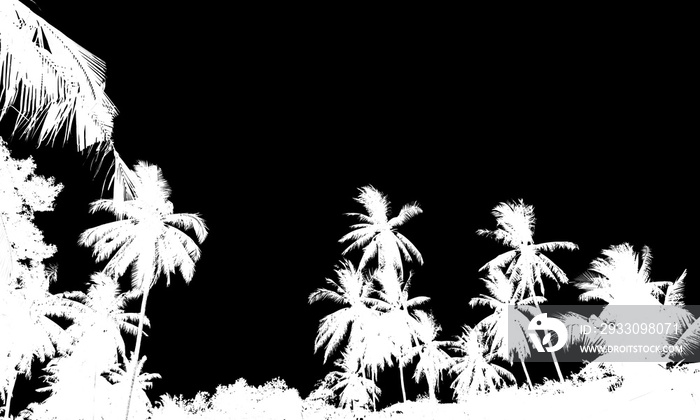 A group of high Quality silhouettes of tropical beach palms Coco