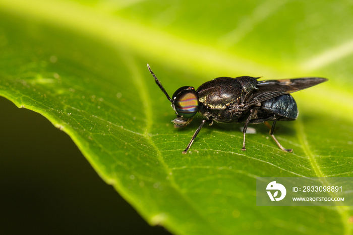 Image of Clubbed General Soldier fly, Stratiomys , Fly, Flies (Stratiomyidae) on green leaf. Insect. Animal.