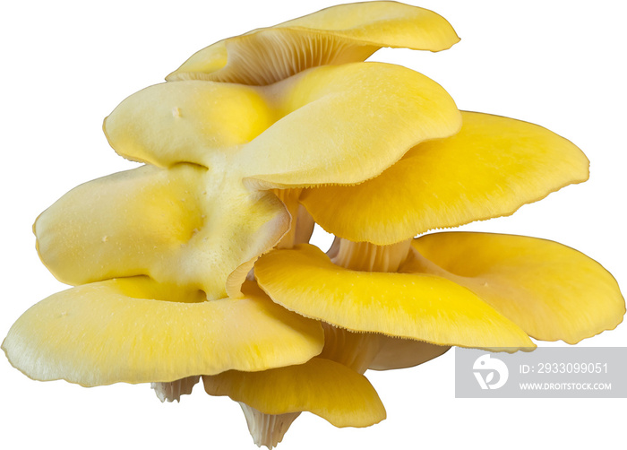 isolated oyster mushroom cutout on transparent background.