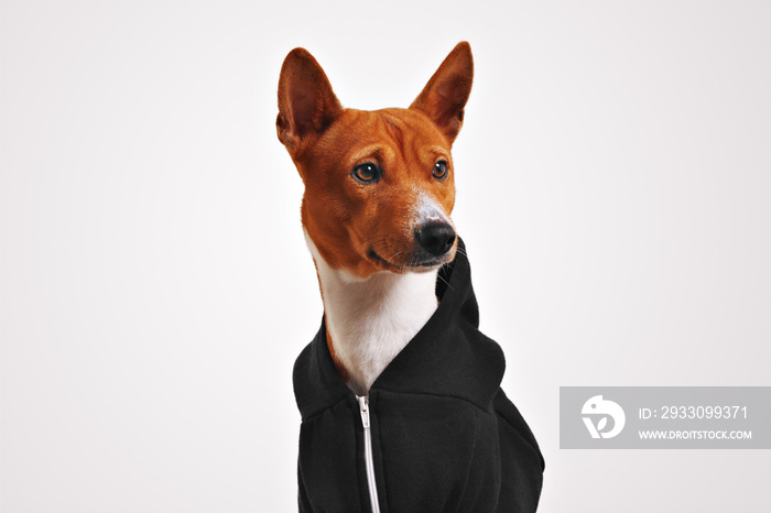 Portrait of curiously looking brown and white basenji dog in black zippered hoodieisolated on white background