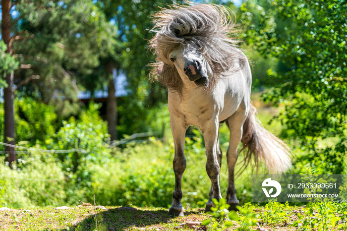 Icelandic horse stallion shaking his head and the long  mane flutters in the air