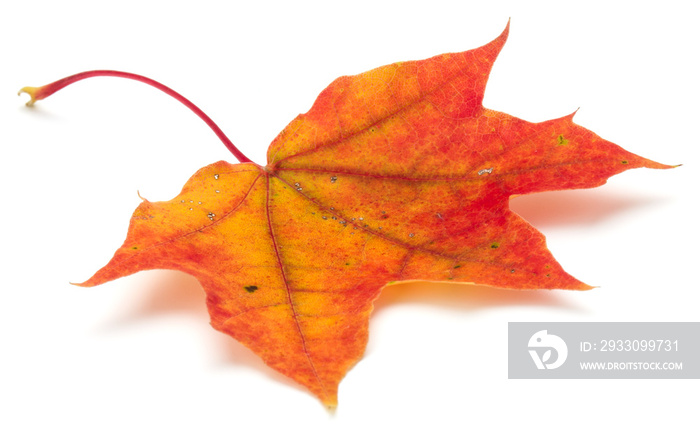 colorful autumn maple leaf isolated on white