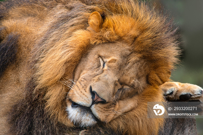 Male Lion sleeping