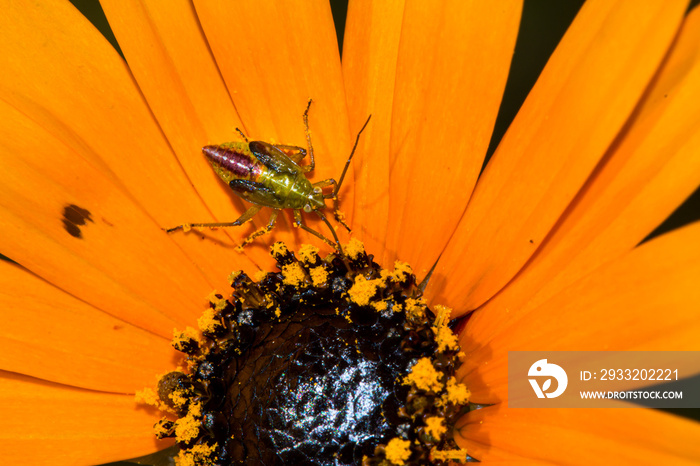 Tiny thrip insect on orange spring wildflower