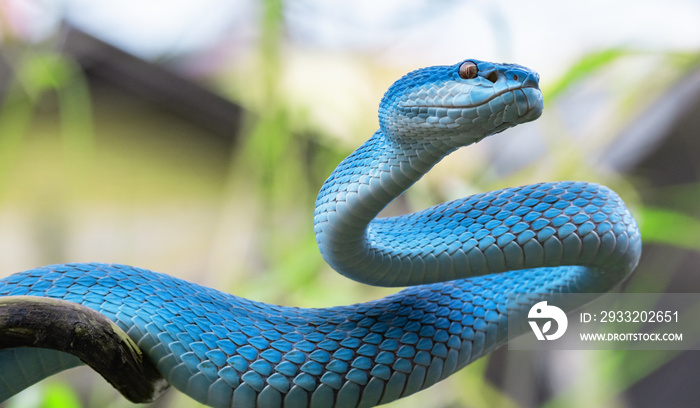 Blue Viper Snake