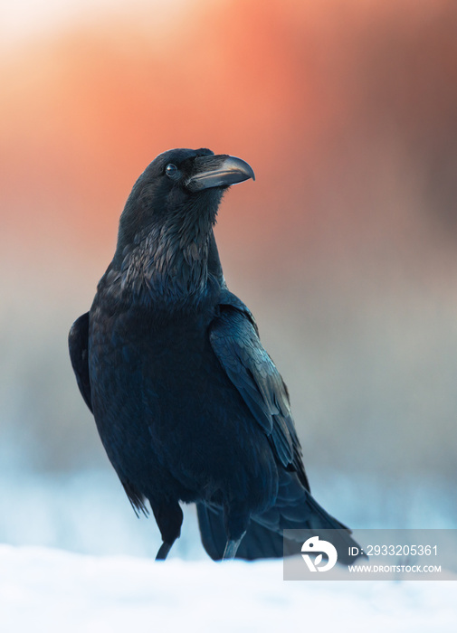 Raven (Corvus corax)