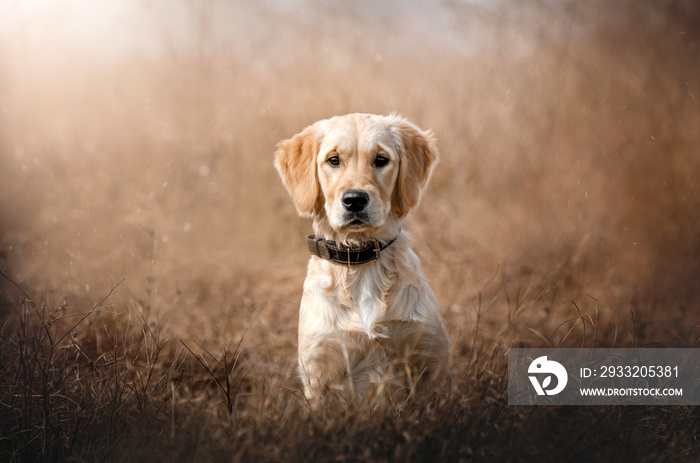 portrait of golden retriever dog puppy on natural background