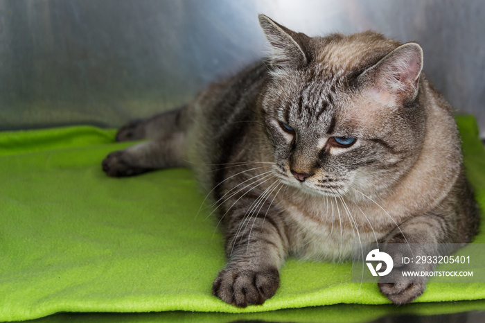 兽医诊所的肥胖猫被关在金属笼子里
