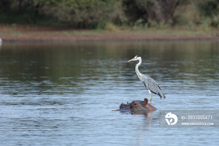 Flußpferd und Graureiher / Hippopotamus and Grey heron / Hippopotamus amphibius et Ardea cinerea