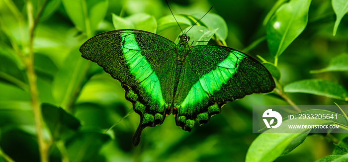 Green butterfly with green background