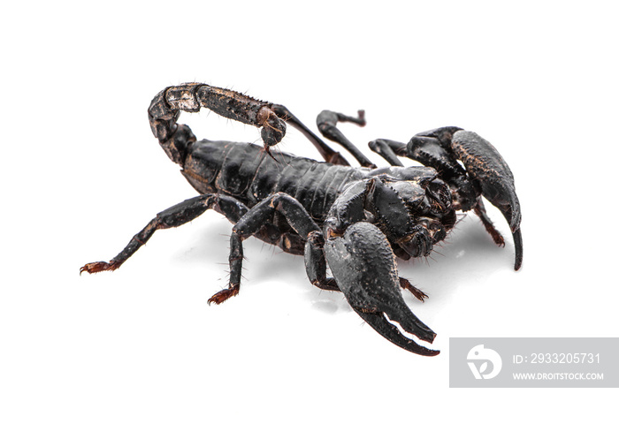 black scorpion on white isolated background