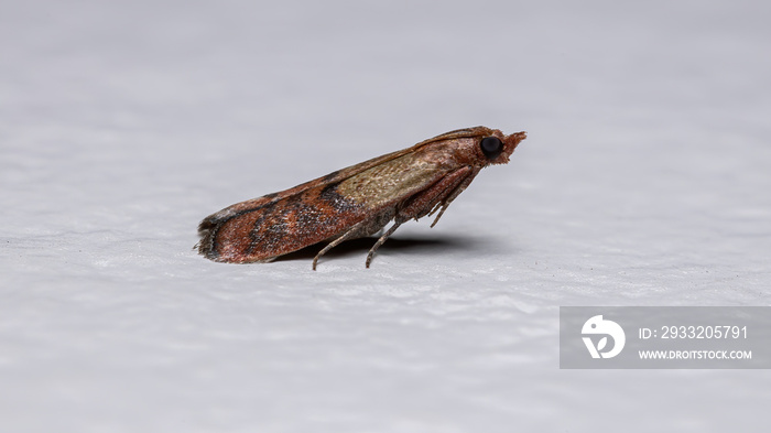 Indian Meal Moth of the species Plodia interpunctella