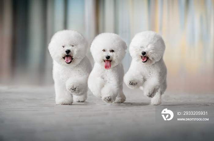 bichon frize cute dog white wool fun walk in the park