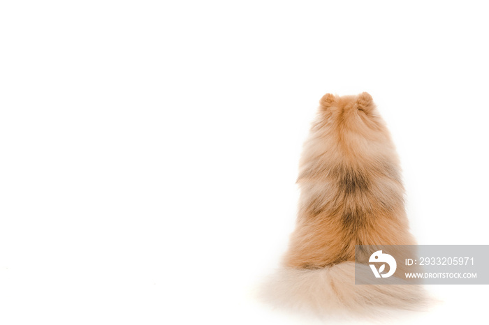 back view of little pomeranian spitz dog sitting isolated on white