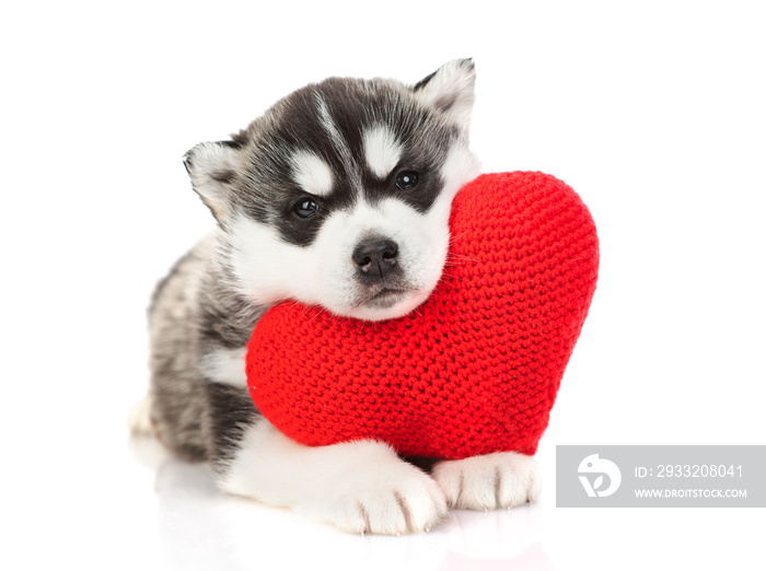 Husky puppy hugs a plush heart. Isolated on a white background