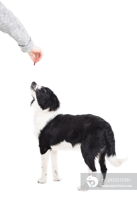 Cute young border collie getting treat isolated on white background