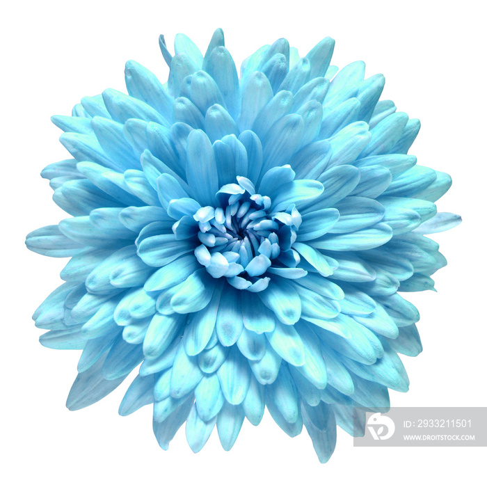 Blue chrysanthemum flower isolated on white background. Floral pattern, object. Flat lay, top view