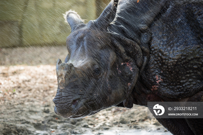 夏の東山動物園のインドサイが水を浴びている様子