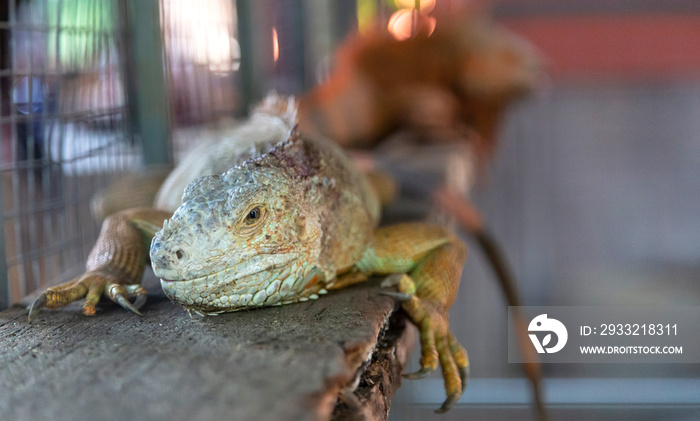 Chameleons are reptiles descended from dinosaur age