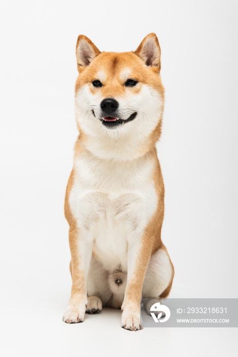 shiba inu狗坐在浅灰色背景上的特写