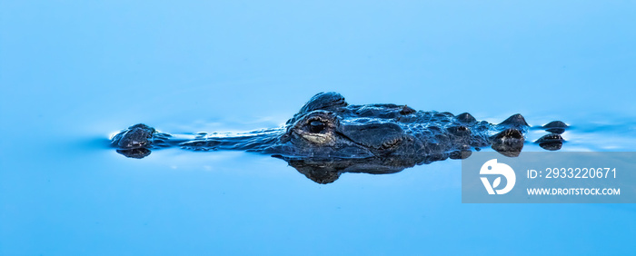 An American Alligator moves slowly at the waters surface stalking its prey