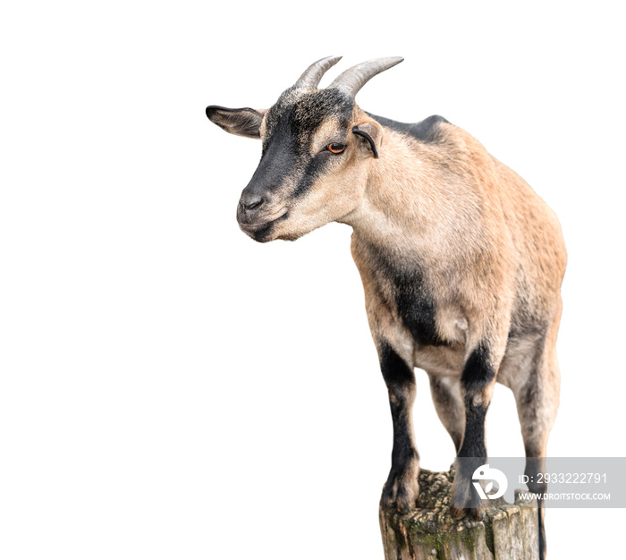 Goat standing full length isolated on white. Female goat on tree bark close up. Farm animals.