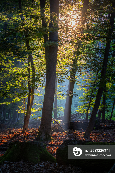 Laubwald im frühen sonnenlicht mit Baumstämmen im vordergrund