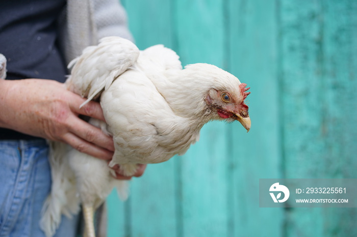 Close up of mature woman holds white chicken in hands. Unrecognizable female holds poultry on backgr