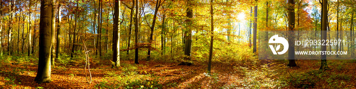 Wald Panorama mit Sonnenstrahlen