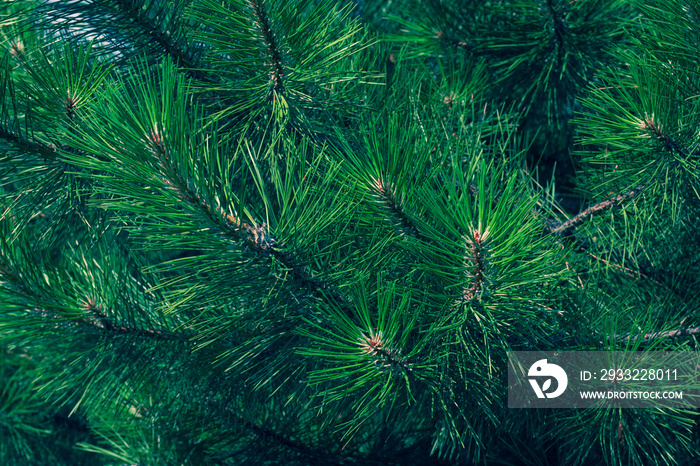 Green fir branch of a christmas tree. Coniferous needles close-up. Pine-tree background. Scotch fir.