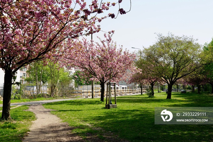 Kirschblüte am Berliner Mauerweg (Wollankstrasse)