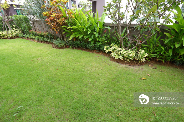 花园布置，在家居装饰的后院种植绿草草坪和小灌木植物
