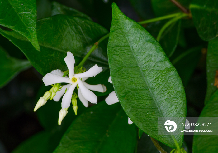 植物园中的一种白色花朵，叶子绿色，是一种茉莉花。