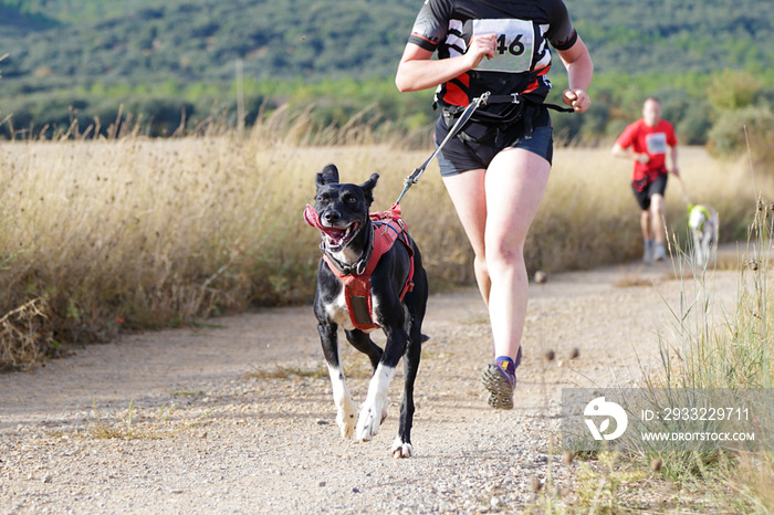 Several athletes and their dogs taking part in a popular canicross race.