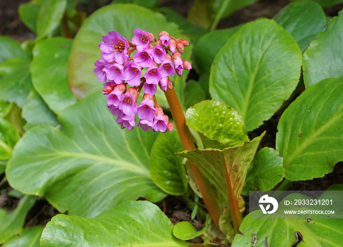 明亮艳丽的厚叶Bergenia crassifolia圆锥形花朵，背景是绿色的叶子。