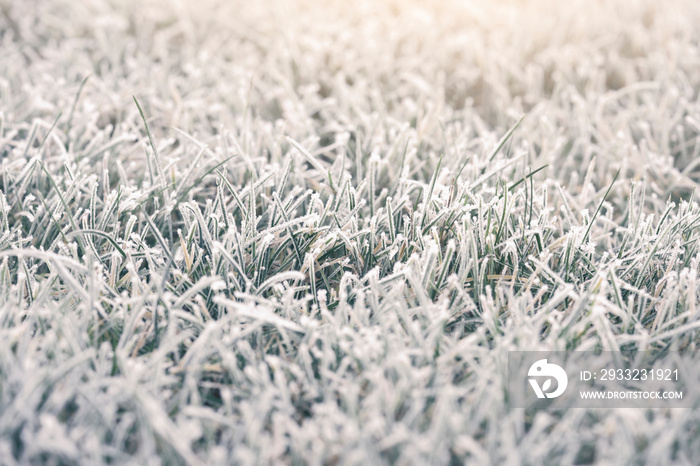 早上花园草地上的霜冻景观，年草地上的选择性覆盖重点