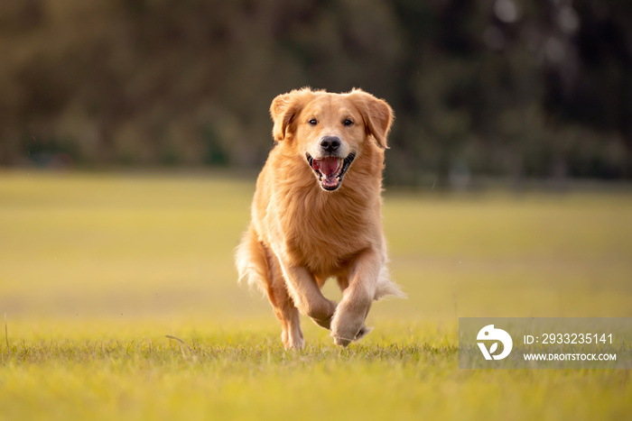 一只成年金毛寻回犬在一个绿草如茵的公园里玩耍和奔跑