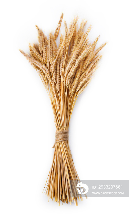 Ripe ears of wheat bunch isolated on white background