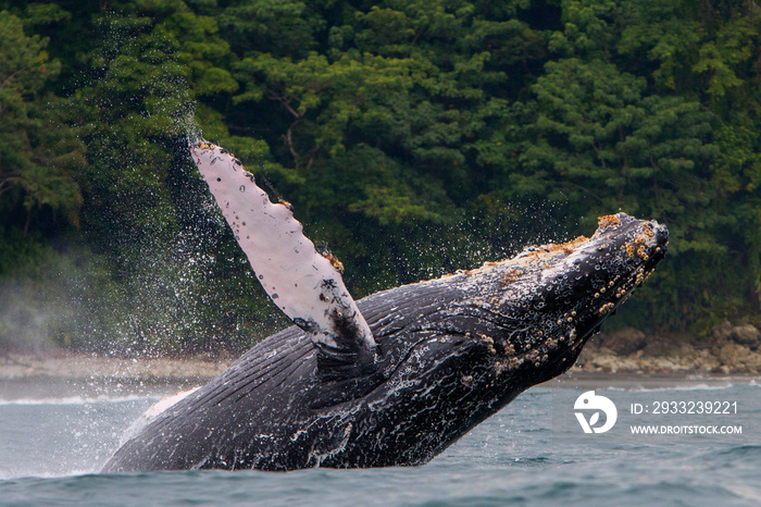 尤巴尔塔或座头鲸（新翅目巨鲸）在哥伦比亚海岸跳出水面