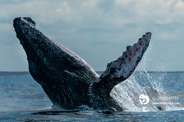 humpback whale breaching in cabo san lucas