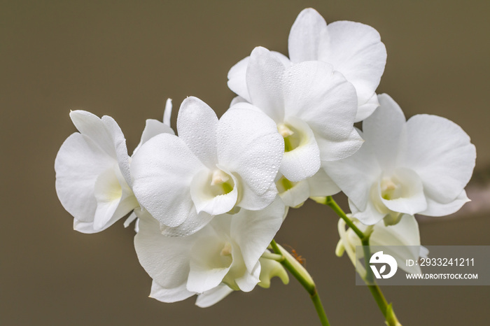 White orchid, Dendrobium.