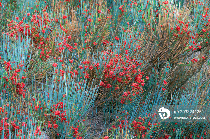 background blooming ephedra with red flowers and turquoise shoots
