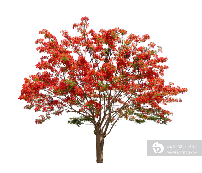 Isolated Flame tree on white background